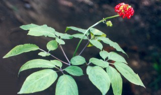 人参长几年才开花 人参几年才能开花