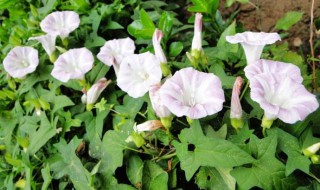 田旋花和打碗花的区别（田旋花和打碗花的区别怎样防除）