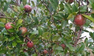 茶油树一年长几次芽 茶油树一年长几次芽正常