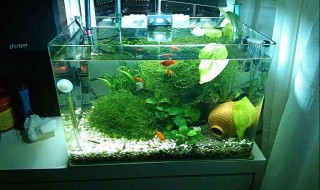 玻璃缸可以种哪些植物（玻璃缸可以种哪些植物好）