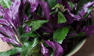 紫背菜的制作方法 紫背菜的制作方法和配料