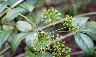 米兰花语是什么意思 米兰花的花语是什么意思