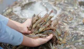 鲜虾怎么做好吃（鲜虾怎么做好吃又有营养适合孩子吃）