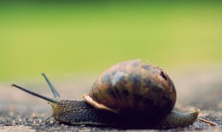怀孕的蜗牛怎么分别 蜗牛的怀孕周期
