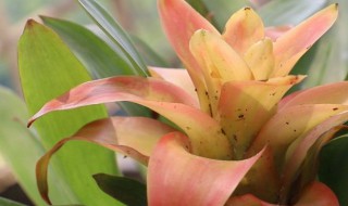 凤梨花怎么养 凤梨花怎么养才能开花
