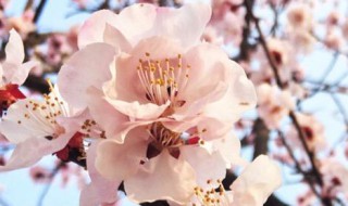 杏树只长叶不开花是什么原因 杏树只长叶不开花是什么原因造成的