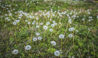 蒲公英开花了还可以移栽吗 蒲公英开花了还可以移栽吗