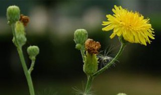 野生蒲公英几月份开花（野生蒲公英什么时候开花）