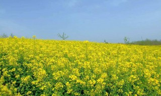 油菜花是在什么季节开花（油菜花是什么季节开的?）