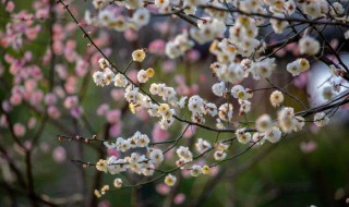 梅花一般是哪个季节开（梅花一般是哪个季节开的）