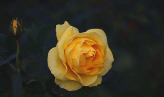 黄玫瑰的花语是什么 黄玫瑰的花语是什么意思玫瑰花图片