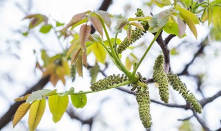 核桃树上的花能吃吗 核桃树上的花能吃吗有毒吗
