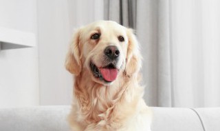 从哪几个方面可以看出拉布拉多品相（怎么看拉布拉多犬品种好不好?）