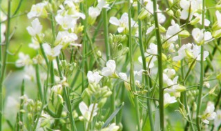 油菜花开花时能不能浇水（油菜花开花期能浇水吗）