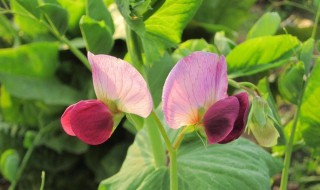 空心菜怎样才能开花结籽 空心菜怎样才能开花结籽快