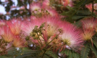 蓉花树木可以做什么 蓉花树可以载家里吗