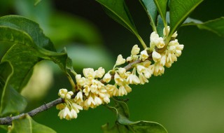 三月份开花的是什么桂花（三月开花的桂花）