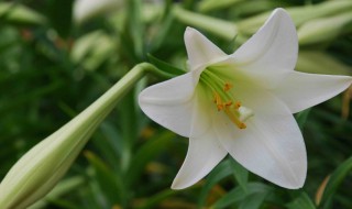 百合从播种到开花需要多少天（百合从播种到开花需要多长时间）