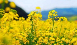 油菜花花蕾开花需要多长时间（油菜花花蕾开花需要多长时间结果）