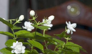 香水茉莉什么时候开 香水茉莉何时开花