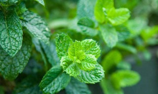 薄荷什么时候开始施肥 薄荷什么时候开始施肥好