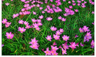 跟韭菜很像的植物还开花叫什么名字（和韭菜很像的植物）