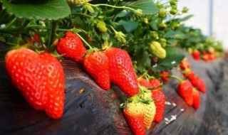 草莓几月份种植最好（草莓种子育苗方法和时间）