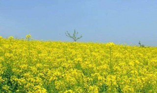 江浙油菜花在什么季节开花 浙江油菜花开的时间