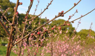 剪掉的桃树枝会开花吗（剪掉的桃树枝怎么处理）