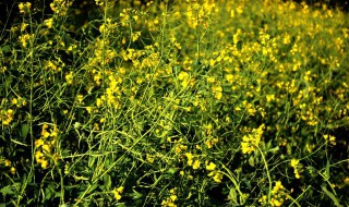 油菜开花什么时间（油菜开花什么时间段流密）