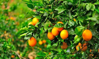 橙子产地在哪里 纽荷尔橙子产地在哪里