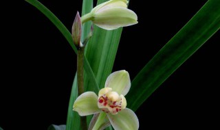 剑兰怎么养 虎皮剑兰怎么养