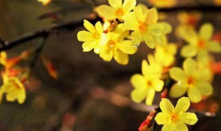 迎春花开花包要多少天（迎春花开花包要多少天才能开花）