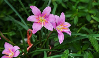 兰草花分枝后怎么不开花了（兰花分株需要剪根吗）