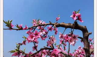 桃树杏树梨树分别是几月开花（桃树杏树梨树在什么季节开花）