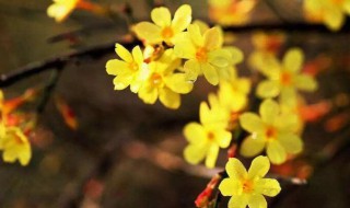 迎春花几时几分几秒开花 迎春花开花时间几时几分几秒