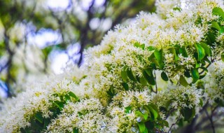 流苏树什么季节开花 流苏树什么时候开