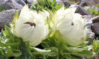 天山雪莲的功效 天山雪莲的正确吃法