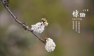 二十四节气之惊蛰时节应如何养生（二十四节气惊蛰养生知识）