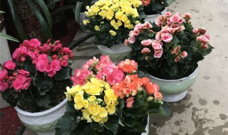 丽格海棠开完花后怎么处理（丽格海棠开完花后怎么处理掉）