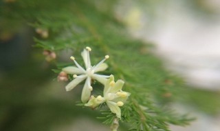 文竹什么时候开花（家里文竹开花象征着什么）