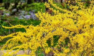 迎春花花语是什么 迎春花花语是什么意思