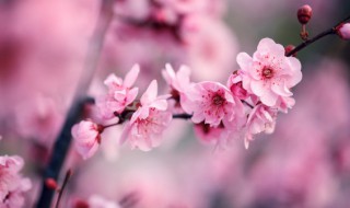 梅花雪梨花月总相思的意思 梅花雨梨花月总相思