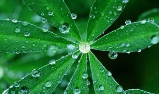 谷雨节气适合钓鱼吗 谷雨季节钓鱼技巧