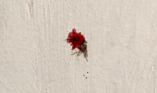 妙招清除墙上蚊子血（妙招清除墙上蚊子血视频）