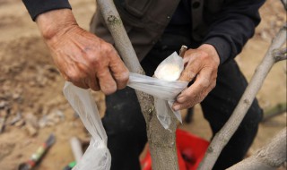 嫁接属于什么繁殖方式 嫁接属于什么繁殖方式类型