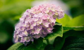 天竺葵和绣球花的区别（天竺葵和绣球花的区别在哪里）