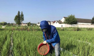 怎样施用肥料效果好 怎样施用肥料效果好一点