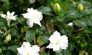 六月雪用什么土栽培（六月雪需要什么土质）