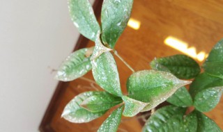 桂花发芽一段时间后掉叶什么原因（桂花发芽就枯萎怎么回事）